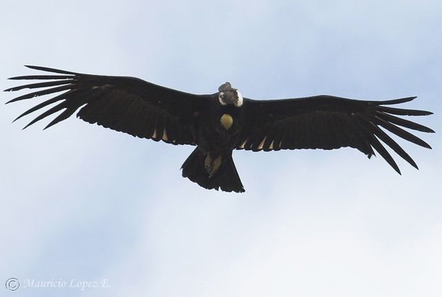 CONDOR DE LOS ANDES