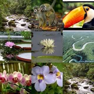 FLORA Y FAUNA