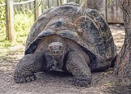 GALÁPAGO O TORTUGA GIGANTE