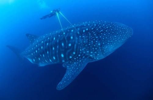 TIBURÓN BALLENA