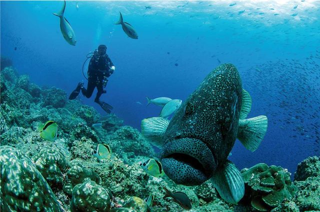 BUCEO