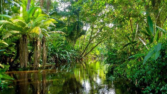 NATURALEZA VIRGEN
